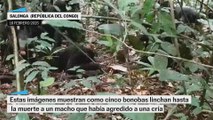 Cinco bonobas lincharon hasta la muerte a un macho por agredir a una cría