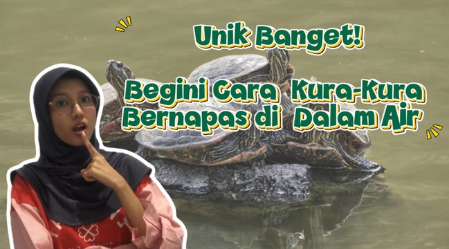 Cara Kura-kura Bernapas di Air, Unik Banget!-Serius Ini Hewan?