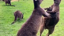 Kangaroos fighting