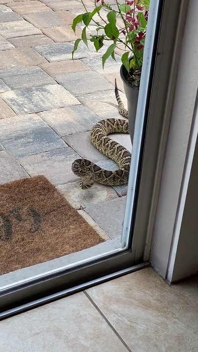 Australian snakes