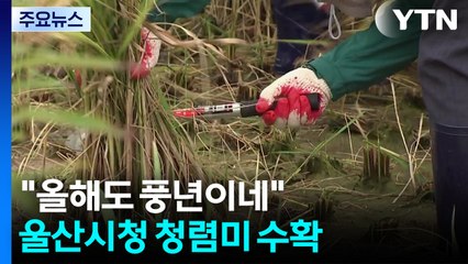 [울산] "올해도 풍년이네"...시청 텃논에서 '청렴미' 수확 / YTN