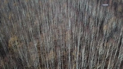 [경북] 경북 영양서 자작나무 달리는 산악마라톤 대회 개최 / YTN