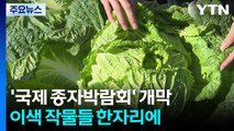 'K-종자' 세계로...기후 변화에도 강한 품종 한자리에 / YTN