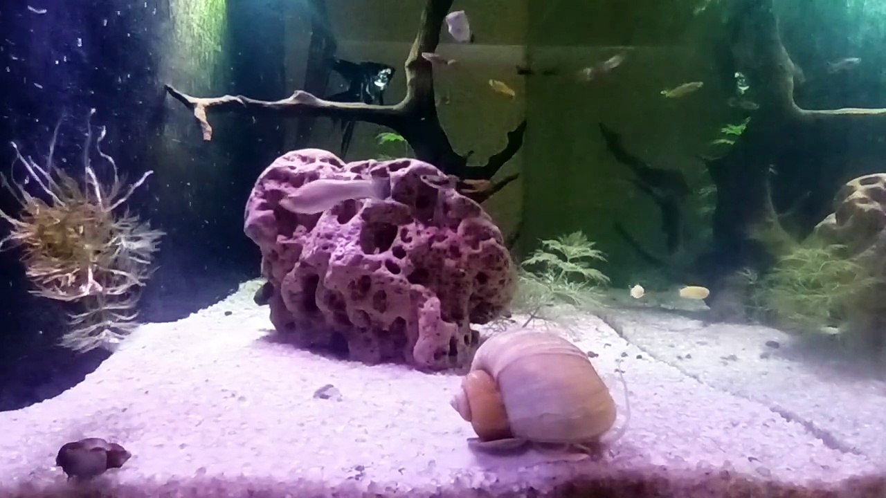 #PlantationTank #aquarium #fish #guppy #guppyfishLets See The World Youtube @AbdulKhan-zg4bd (4)