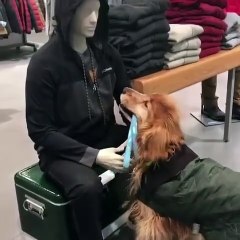 Ce chien vient demander un calin à un mannequin dans un magasin... trop mignon