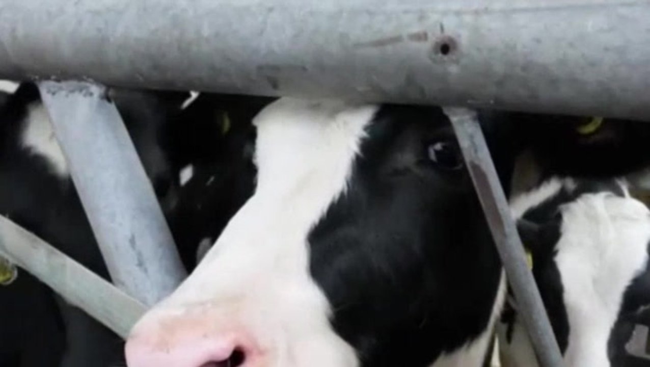 Selectively breeding next generation of cows to burp 40% less methane could reduce global warming