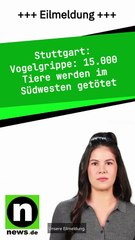 Vogelgrippe: 15.000 Tiere werden im Südwesten getötet