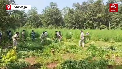 ରେଢ଼ାଖୋଲରେ ପୁଣି ମୁଣ୍ଡ ଟେକିଲେ ଗଞ୍ଜେଇ ମାଫିଆ; ଲକ୍ଷ ଲକ୍ଷ ଟଙ୍କାର ଗଞ୍ଜେଇ ଗଛ ନଷ୍ଟ, ଗଞ୍ଜେଇ ଚାଷ ପାଇଁ ରାଜ୍ୟ ବାହାରୁ ଆସୁଛି ଟଙ୍କା !