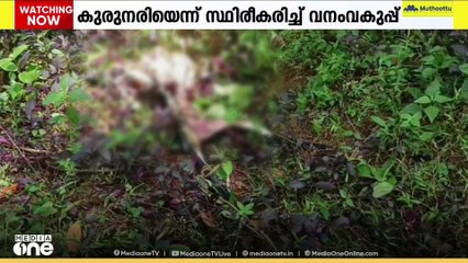 കോട്ടയം പൂഞ്ഞാർ വളതൂക്കിൽ ആടിനെ കടിച്ചു കൊന്നത് കുറുനരിയെന്ന് സ്ഥിരീകരിച്ച് വനം വകുപ്പ്