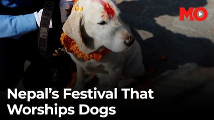 Nepal’s Kukur Tihar:  Celebrating dogs as divine guardians of loyalty