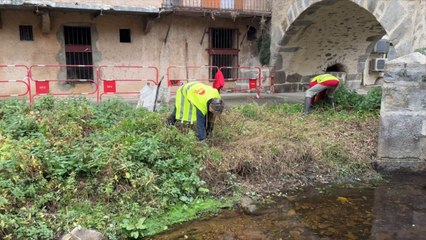 Opération zéro plante exotique invasive à Montbrison