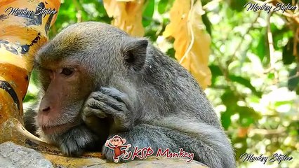 The monkey swings gracefully from tree to tree, while the human navigates the complexities of modern life.