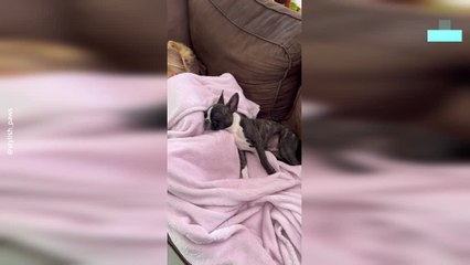 A Little Girl's Adorable Relationship With Pups