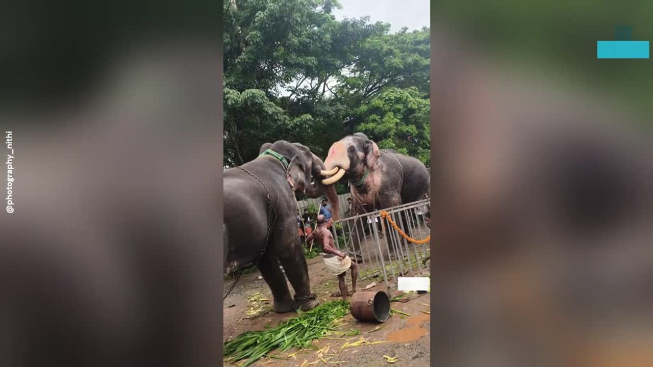 Shocking Elephant Clash at Famous Temple
