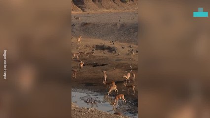 Slice of Life of Antelopes Thirsting for Life