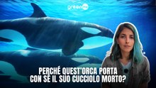 Perchè quest'orca porta con se il suo cucciolo morto?