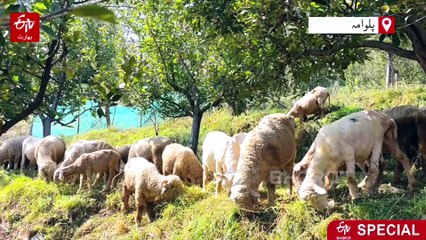 پلوامہ میں اون کی فروخت متاثر، بھیڑ پالنے والے کسان شدید پریشان، اعلیٰ حکام سے فوری مداخلت کی اپیل