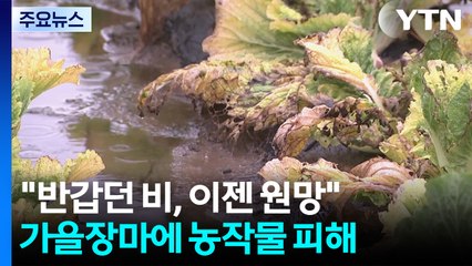 "반갑던 비, 이젠 원망스러워"...가을장마에 농작물 피해 속출 / YTN