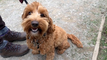 Hearing Dogs for Deaf People seeks Leeds and Yorkshire puppy trainers