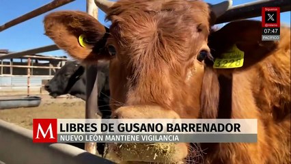 Nuevo León supera los dos casos de gusano barrenador, confirma Senasica