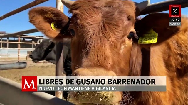 Nuevo León supera los dos casos de gusano barrenador, confirma Senasica