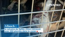 Allauch : le calvaire de Spike, chien  retrouvé avec 250 plombs  dans le corps