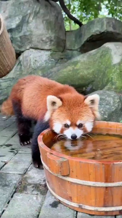 Red 🦊🍒