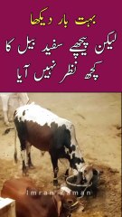 Bohat Bar Dekha Safed BULL Ka Sar Nazar Nahi Aya 😱