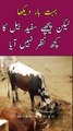 Bohat Bar Dekha Safed BULL Ka Sar Nazar Nahi Aya 😱