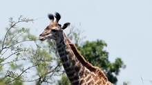 Os animais mais fofos do mundo N•625