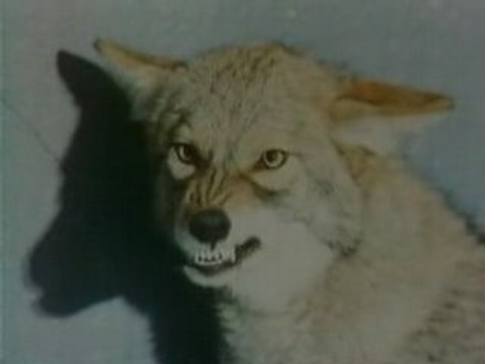 Loup enervé