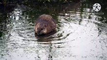 Os animais mais fofos do mundo N•630