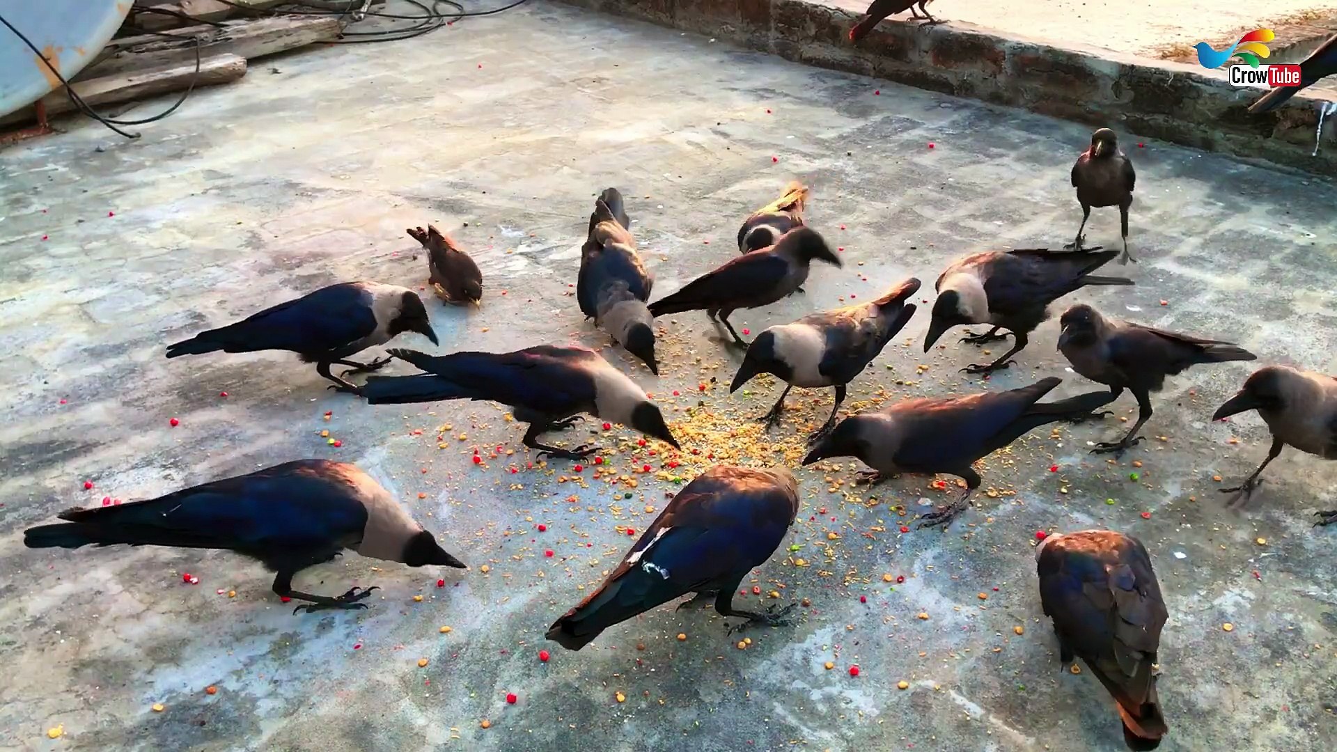 ⁣Crow bird Fight for Food - Large Numbers of crows Natural Sounds | Crow Bird Feeding Time
