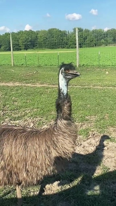 Australian EMU bird