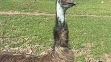 Australian EMU bird