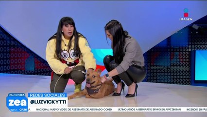 ¡Adopta! Tubbit es un perrito que están en busca de un hogar lleno de amor