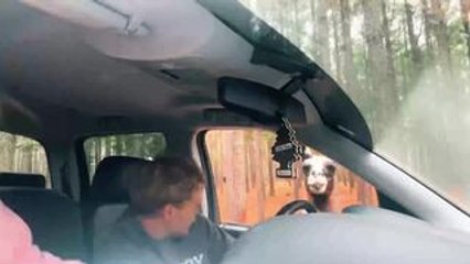 Man Gets Startled By Curious Llama