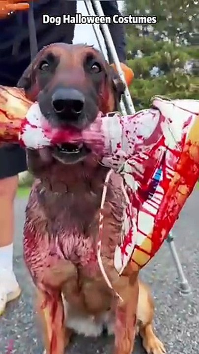 Halloween dogs!