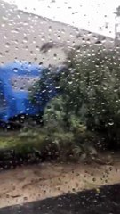 Árvore cai e destrói barraca de comerciante em frente a shopping durante temporal em Salvador; assista