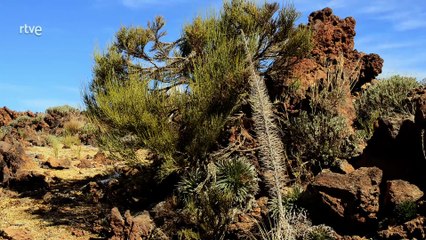 Parque nacional del Teide