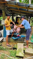 PIGLETS TO RAISE IN OUR FARM