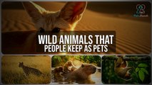 Unbelievable Wild Animals People Keep as Pets