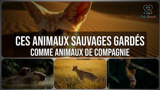 Ces Animaux Sauvages Étonnants Gardés Comme Animaux de Compagnie