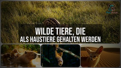 Unglaubliche Wildtiere, die als Haustiere gehalten werden