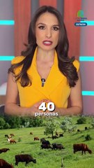 Preparan en laboratorio más de 500 millones de moscas dispuestas a combatir y eliminar la plaga del gusano barrenador en 5 años.