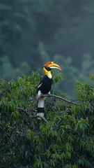 Bird on a Tree in the Wild #Bird #NatureVideo