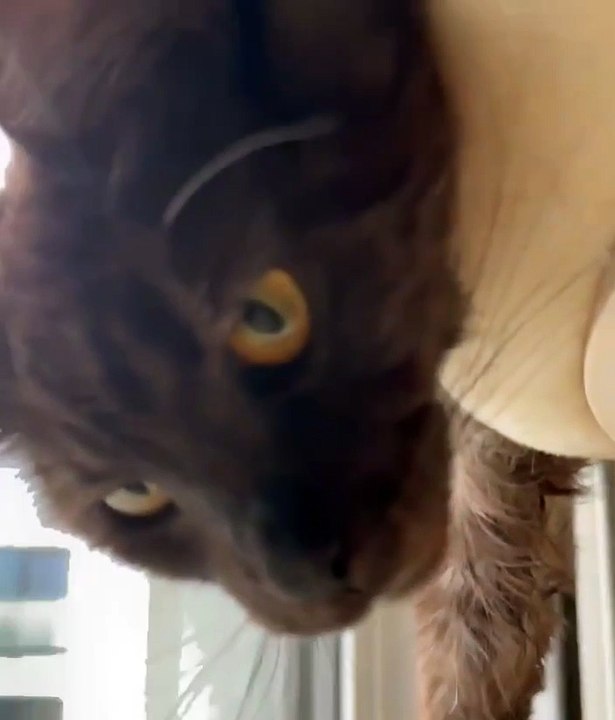 Good morning everyone.  She has a morning dilemma, sleep more oraz spoil something 😅 #shorts #cat #Funny #FunnyCats #goodmorning #cute #viralvideo #trending #fyp