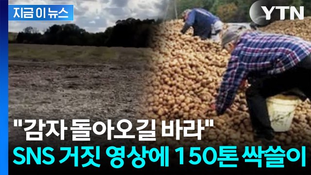 거짓 정보에 '굴착기까지 등장'... 하루아침에 150톤 털린 감자밭 [지금이뉴스] / YTN