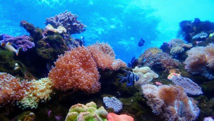Relájate con la Naturaleza y el Mar 🌊 | Música para Calmar la Mente