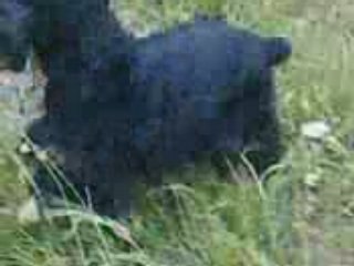 VID Béssa & Baloo ballade champêtre21 mai 08